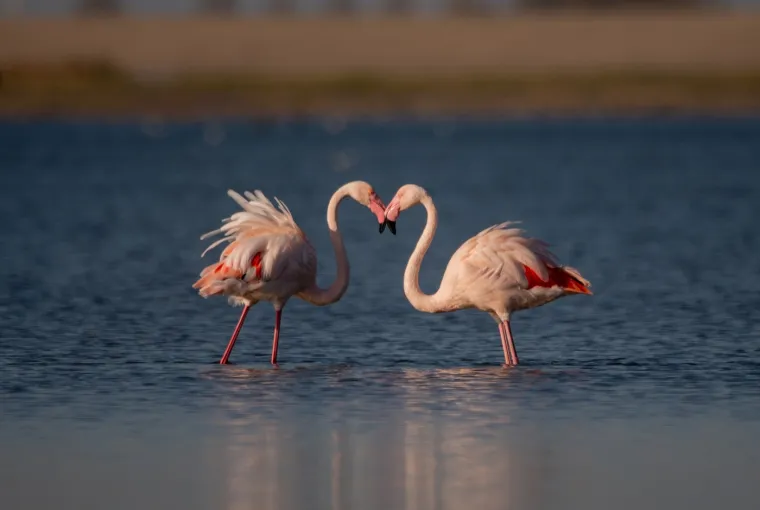 Posebno zanimljiv primjer dolazi iz svijeta ptica &ndash; flamingosi svojim dugim vratovima mogu formirati oblik srca dok ple&scaron;u svoj složeni ritual parenja. 