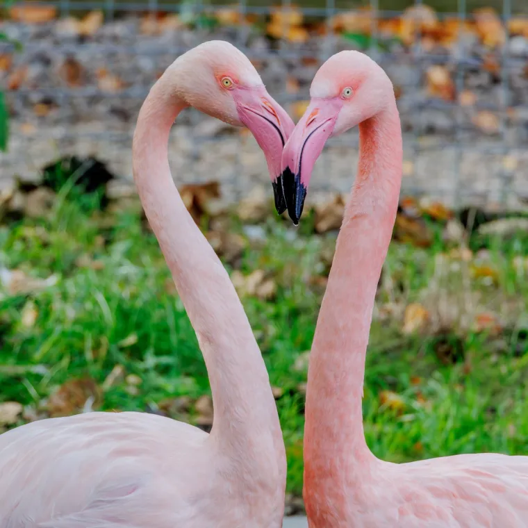 Ova prepoznatljiva poza simbol je njihove povezanosti, a ujedno podsjeća na univerzalnu prisutnost ljubavi u svim oblicima života.