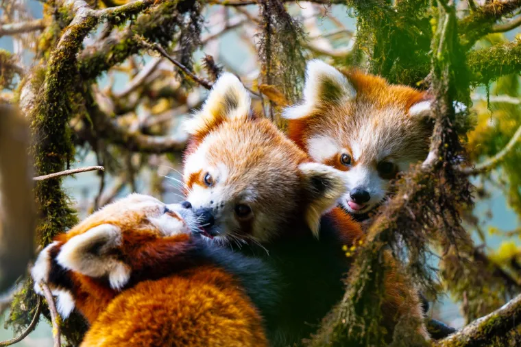 Ovi dirljivi prizori nježnosti pokazuju da ljubav nije rezervirana samo za ljude &ndash; ona je sveprisutna i izražava se na različite načine u prirodi. 