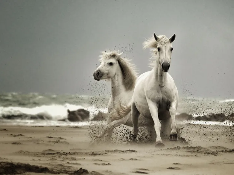 Bilo kroz zagrljaje, brižnu njegu ili odane veze koje traju cijeli život, životinje nas podsjećaju da su toplina, bliskost i ljubav univerzalne vrijednosti koje povezuju sva živa bića.