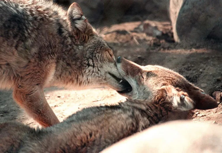 Valentinovo, poznato i kao Dan zaljubljenih, obilježava se 14. veljače svake godine. To je dan kada diljem svijeta ljudi iskazuju ljubav i privrženost svojim partnerima, obitelji i prijateljima.