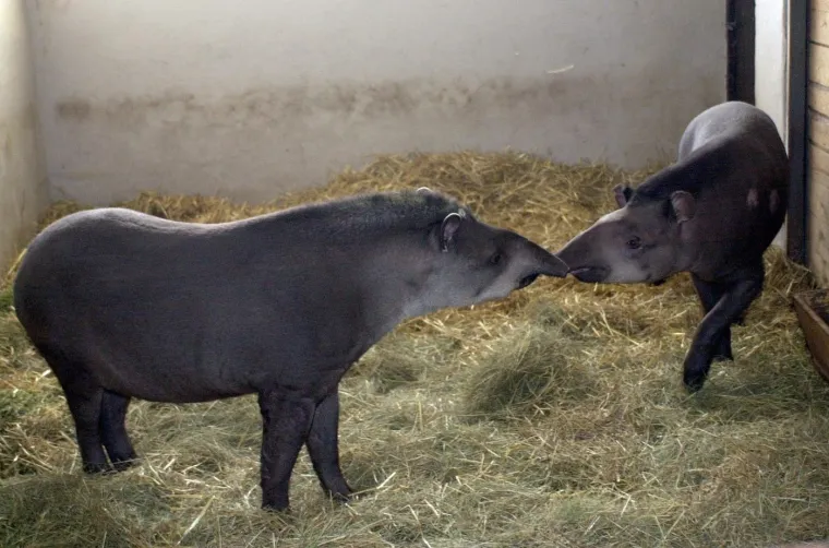 Korijeni Valentinova sežu duboko u pro&scaron;lost, a njegovo točno podrijetlo obavijeno je velom tajne.