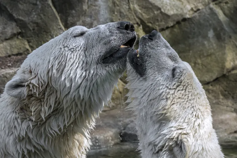 Luperkalija se održavala sredinom veljače i slavila je plodnost i nadolazeće proljeće. Uključivala je obrede proči&scaron;ćenja i, prema nekim izvorima, sparivanje žena i mu&scaron;karaca putem lutrije.