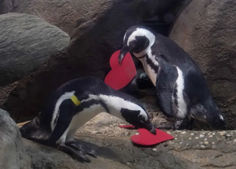 Katolička crkva prepoznaje najmanje tri različita sveca imena Valentin ili Valentinus, a svi su bili mučenici.