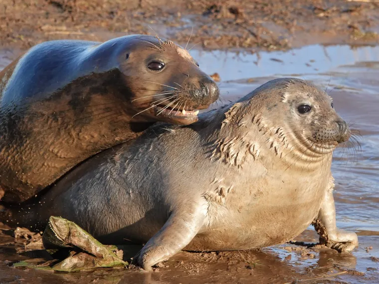 Tijekom srednjeg vijeka, u Francuskoj i Engleskoj se vjerovalo da 14. veljače počinje sezona parenja ptica, &scaron;to je dodatno učvrstilo ideju o Valentinovu kao danu romantike.