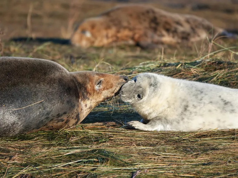 Engleski pjesnik Geoffrey Chaucer prvi je zabilježio Valentinovo kao dan romantične proslave u svojoj pjesmi "Parliament of Fowls" iz 1375. godine.