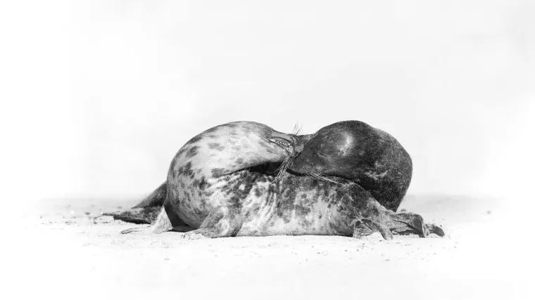 S vremenom, Valentinovo je postajalo sve popularnije. U 18. stoljeću, razmjena rukom pisanih poruka i malih znakova pažnje postala je uobičajena među svim dru&scaron;tvenim slojevima.