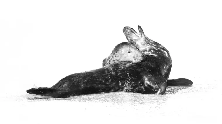 Razvojem tiskarske tehnologije u 19. stoljeću, tiskane čestitke zamijenile su rukom pisane poruke. Esther A. Howland, poznata kao "Majka Valentinova", započela je s masovnom proizvodnjom čestitki u Americi 1840-ih.