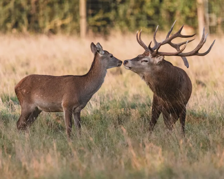 Danas se Valentinovo slavi diljem svijeta. Uobičajeni običaji uključuju darivanje cvijeća (posebno crvenih ruža), čokolade, nakita i parfema. Parovi često izlaze na romantične večere ili provode vrijeme zajedno na neki drugi poseban način.