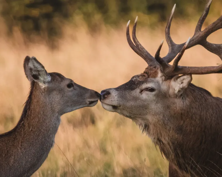 U Hrvatskoj, kao i u mnogim drugim zemljama, Valentinovo je postalo popularan praznik, iako neki kritiziraju njegovu komercijalizaciju.