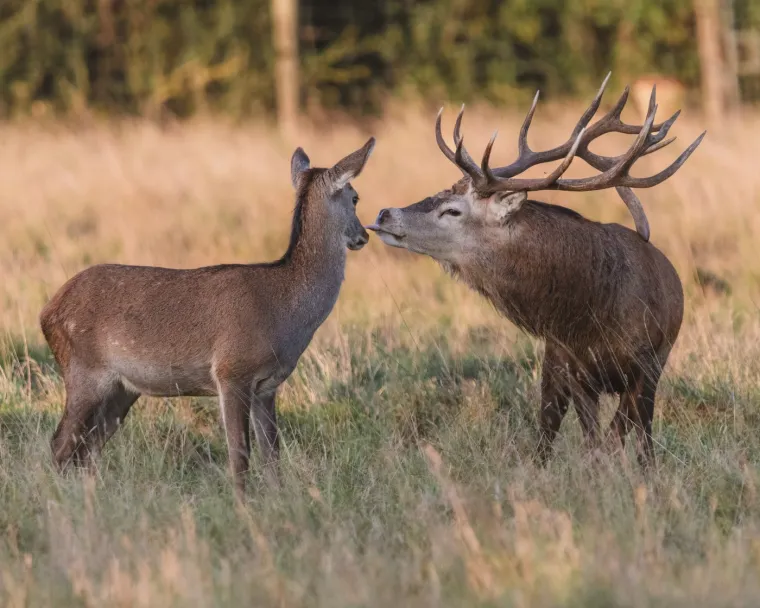 Unatoč tome, njegova temeljna poruka ostaje ista: slavljenje ljubavi i privrženosti u svim oblicima. Bez obzira na to slavite li ga s partnerom, obitelji ili prijateljima, ovaj poseban dan je prilika da izrazite svoje osjećaje i provedete vrijeme s onima koje volite.