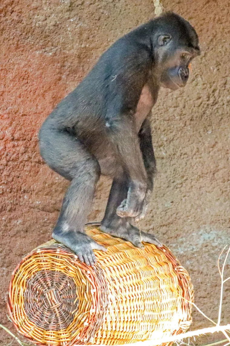 Skupinu predvodi dominantni odrasli mužjak, poznat kao srebrnjak (silverback). Ime je dobio po karakterističnom srebrnkastom krznu na leđima koje se razvija s godinama. 