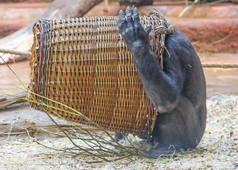Nažalost, sve vrste i podvrste gorila su kritično ugrožene. Glavne prijetnje njihovom opstanku su gubitak staništa zbog krčenja šuma (poljoprivreda, rudarstvo, sječa drva), krivolov (zbog mesa i dijelova tijela) i bolesti (poput ebole).