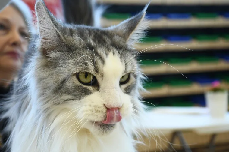 Bilo je mnoštvo pasmina: Britanska kratkodlaka i Britanska dugodlaka  mačka, Maine coon, Ragdol, Selkirk rex, Neva Masquerada, Bengalska, Perzijska, Egzotična i Domaća mačka.