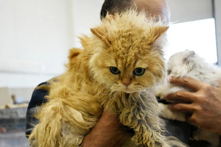 Organizatori su pripremili i niz popratnih događanja, pa su prezentirane prisutne pasmine s kratkim veterinarskim preporukama, a za sve koji žele udomiti mačku, Savez felinoloških društava Hrvatske informirao je o tome na što treba obratiti pažnju u postupku udomljavanja.