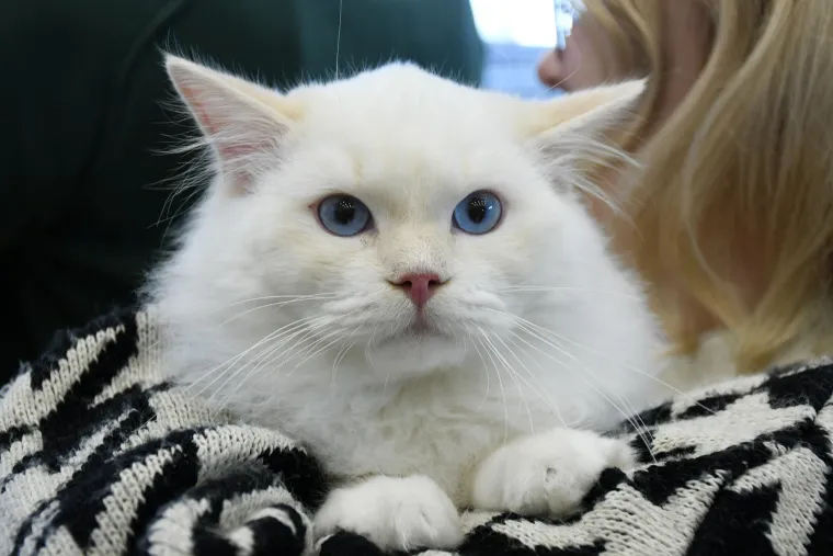 Mrke, pufaste, meke,tigraste pa i domaće: U Sisku se nitko nije bunio ako su koga ove mace i ogrebale