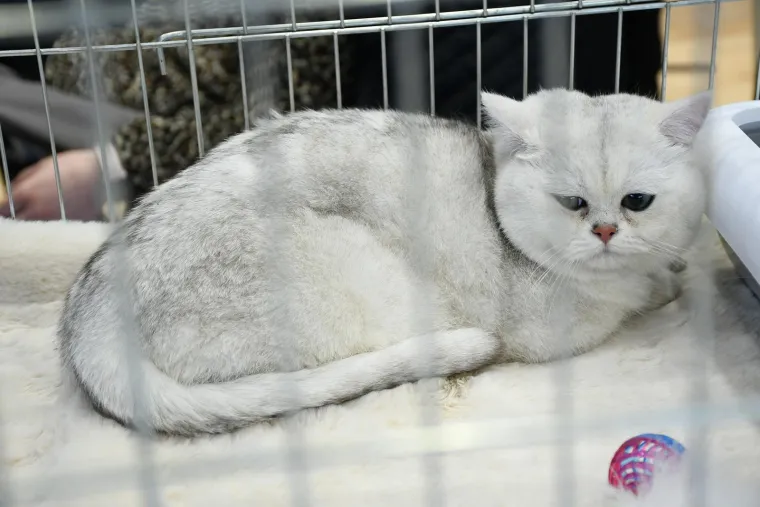 Mrke, pufaste, meke,tigraste pa i domaće: U Sisku se nitko nije bunio ako su koga ove mace i ogrebale