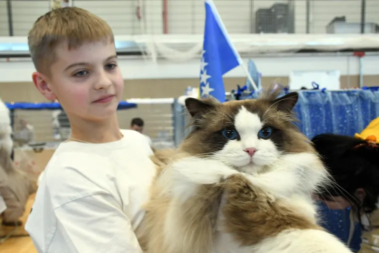 Mrke, pufaste, meke,tigraste pa i domaće: U Sisku se nitko nije bunio ako su koga ove mace i ogrebale