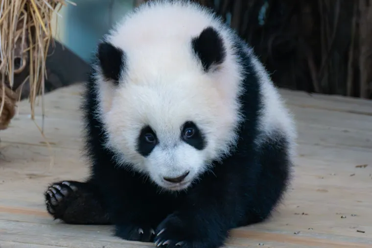 Kuća pandi bez sumnje je najveća atrakcija zoološkog vrta. Podijeljena je na dva dijela, a u njoj živi impresivna populacija od 22 divovske pande.