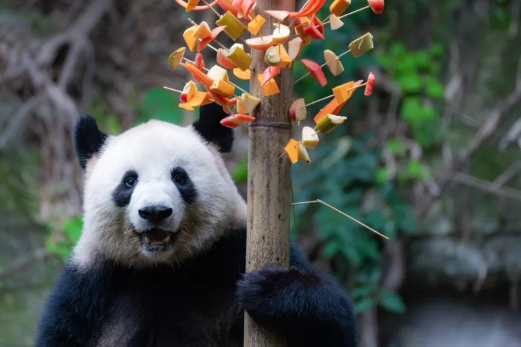 To čini Zoološki vrt Chongqing jednim od zooloških vrtova s najvećim brojem ovih šarmantnih medvjeda u Kini. 