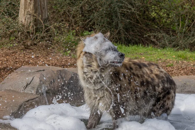 Ovaj 25-godišnji fotograf iz Essexa slučajno je naišao na zanimljiv trenutak dok je promatrao čuvare kako pripremaju bazen pun mjehurića. 
