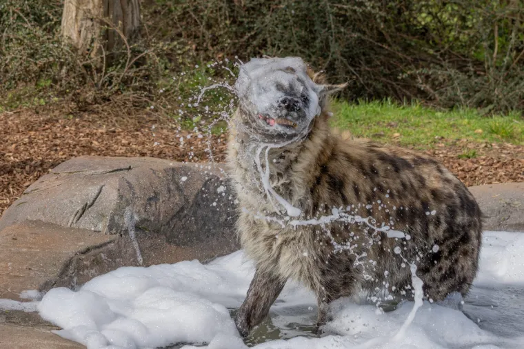 "Kada je hijena u&scaron;la, odlučio sam pričekati i snimiti ove fotografije", rekao je  Thrower.