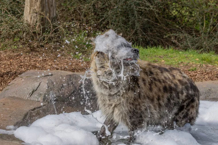Pjegave hijene žive u klanovima, kompleksnim dru&scaron;tvenim grupama koje mogu brojati i do 80 jedinki. 