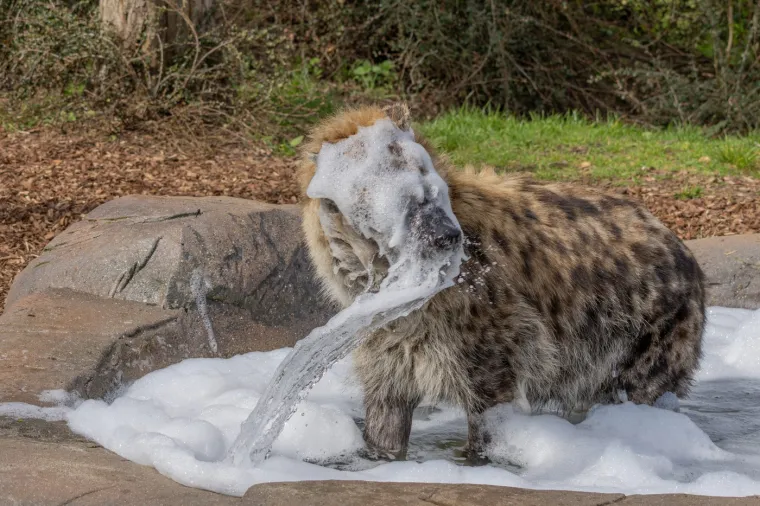 Ono &scaron;to ove klanove čini posebnim je njihovo matrijarhalno uređenje. Ženke su dominantne nad mužjacima, veće su i agresivnije. Čak i mladunci nisko rangiranih ženki imaju vi&scaron;i status od odraslih mužjaka koji su se pridružili klanu. 