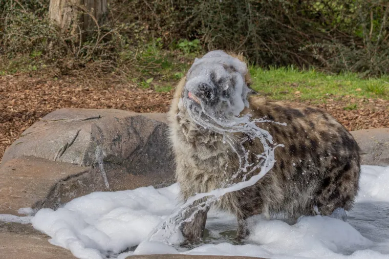 Hijerarhija unutar klana je stroga i nepotistička &ndash; mladunci nasljeđuju rang svoje majke. Iako mužjaci ne sudjeluju u podizanju mladih, mladunci prepoznaju svoje rođake, a mužjaci pokazuju veću bliskost sa svojim kćerima. 