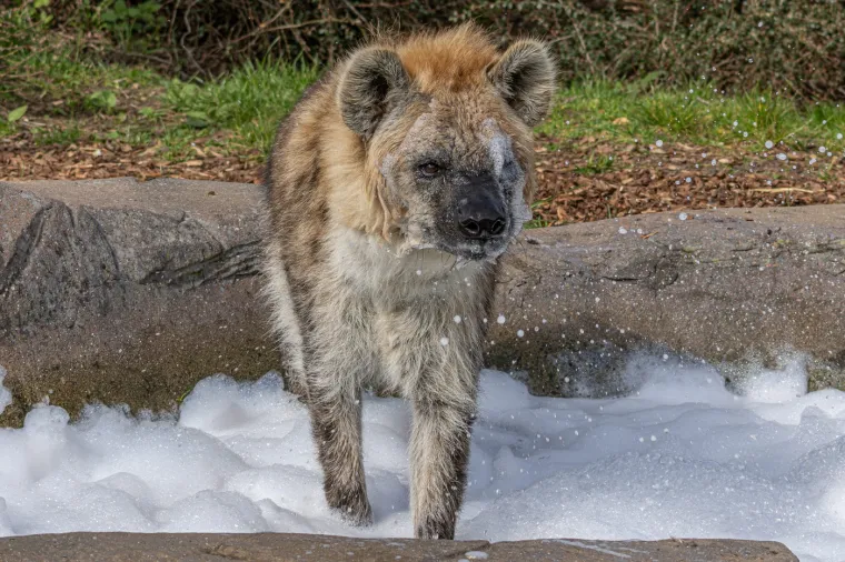 Komunikacija unutar klana je izuzetno razvijena, s nizom vokalizacija, od poznatog "smijeha" do režanja, cviljenja i zavijanja. 