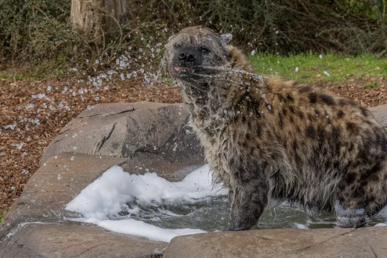 Smijeh" nije znak veselja, već se koristi u situacijama nervoze, uzbuđenja ili podređenosti. Zavijanje ("whoop") može se čuti kilometrima daleko i služi za okupljanje klana, ogla&scaron;avanje teritorija ili traženje mladunaca.