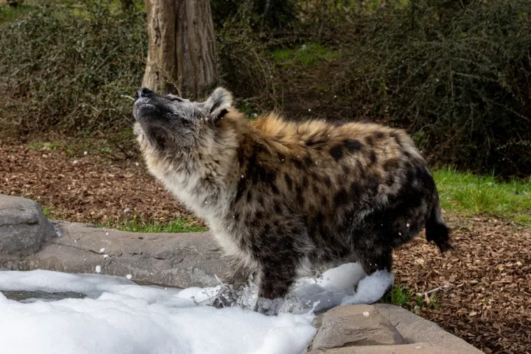 Iako su sposobni strvinari, pjegave hijene su prvenstveno lovci. Njihova prehrana ovisi o dostupnom plijenu, a lov se odvija samostalno, u manjim grupama ili u velikim skupinama, ovisno o veličini plijena. 