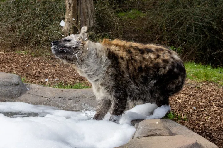 imaju jedan od najsnažnijih ugriza među sisavcima. Njihove snažne čeljusti i zubi omogućuju im da drobe kosti i konzumiraju gotovo cijeli plijen, uključujući kožu, kosti, pa čak i zube. 