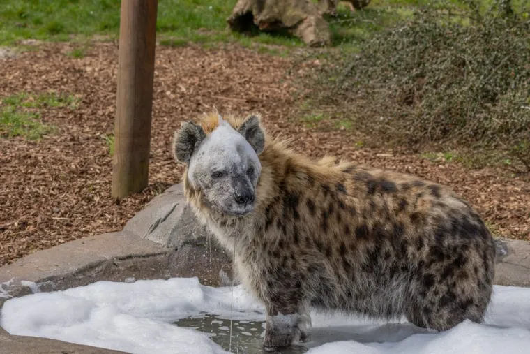 Krzno im je kratko, grubo i pjegavo (otuda i ime), a boja varira od crvenkasto-smeđe do žućkasto-sive. Imaju snažan vrat i prednje noge, dok su im stražnje noge kraće, &scaron;to im daje karakterističan nagnut izgled.