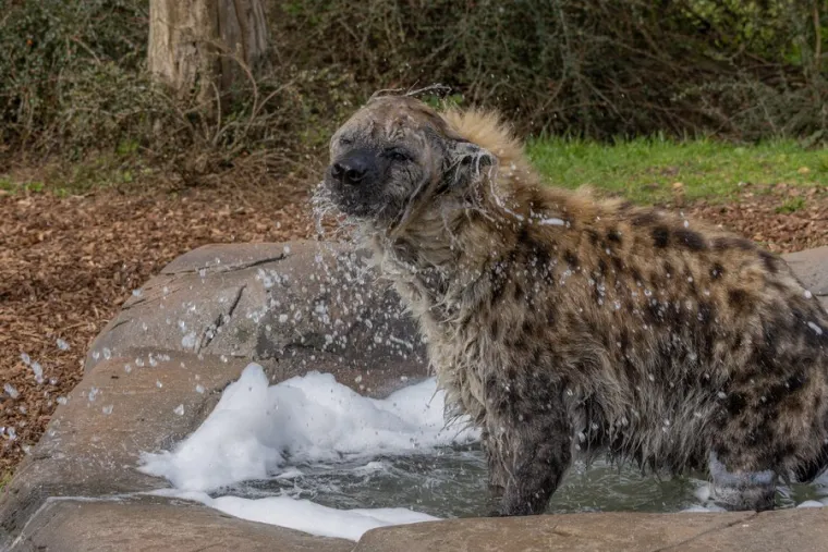 Pjegave hijene i ljudi često dolaze u sukob, posebno u područjima gdje se stočarstvo preklapa s njihovim stani&scaron;tem.  Iako su napadi na ljude rijetki, pjegave hijene se ponekad okrivljuju za gubitak stoke, &scaron;to dovodi do lova i progona.