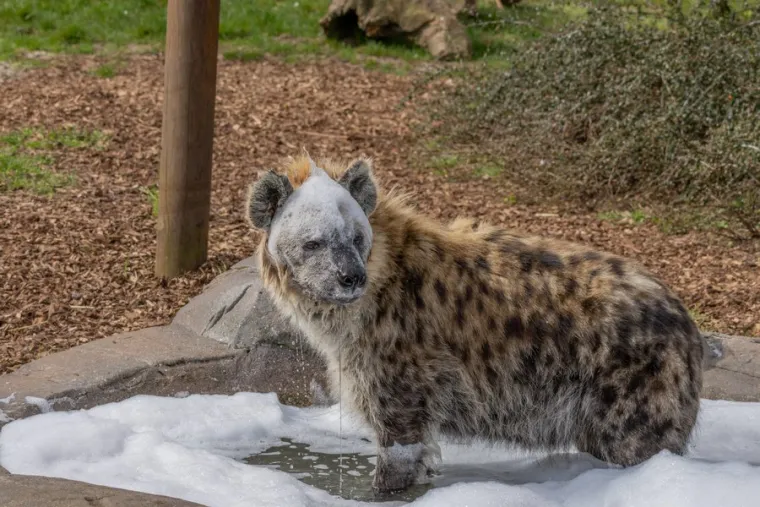 Njihova reputacija strvinara i "smijeh" doprinose negativnoj percepciji u nekim kulturama. Međutim, važno je razumjeti njihovu ključnu ulogu u ekosustavu i raditi na suživotu s ovim fascinantnim životinjama. 
