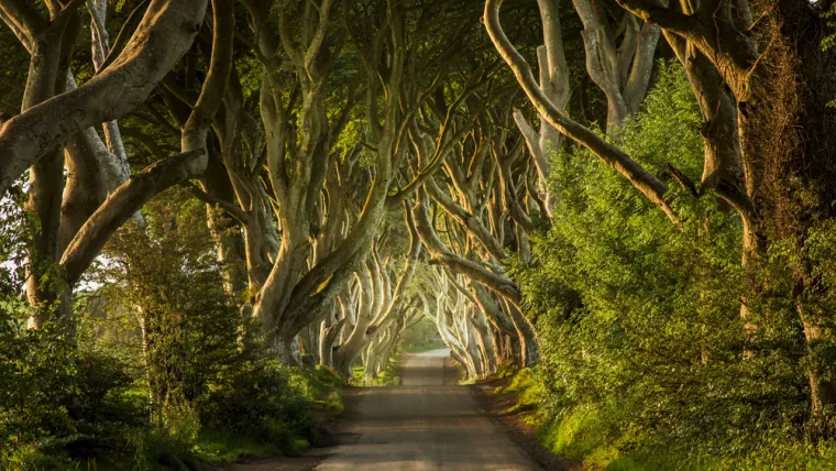 4. Dark Hedges (Sjeverna Irska): Ova jedinstvena aleja bukvi nalazi se u okrugu Antrim, i ukrašava pristup imanju. Danas je ovo mjesto poznato kao &quot;Tunel drveća&quot; i postalo je popularna turistička destinacija.
