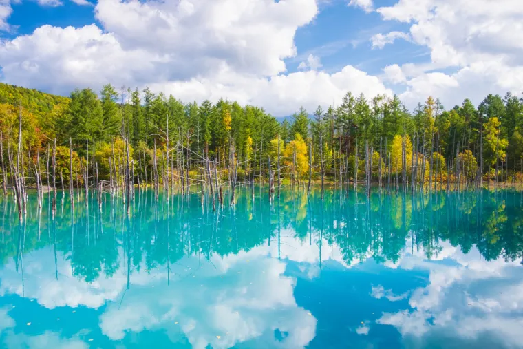 6. Shirogane Blue Pond (Japan): Smješten u blizini grada Biei na otoku Hokkaido, ovaj umjetni ribnjak nastao je kao rezultat radova na rijeci Biei, koji su izvedeni nakon erupcije planine Tokachi 1988. godine, kako bi se zaštitio grad.  Boja vode vjerojatno je rezultat slučajnog prisustva koloidnog aluminijevog hidroksida u vodi. Osušena stabla uz boju vode stvaraju gotovo magičnu atmosferu, kako zimi, tako i ljeti.