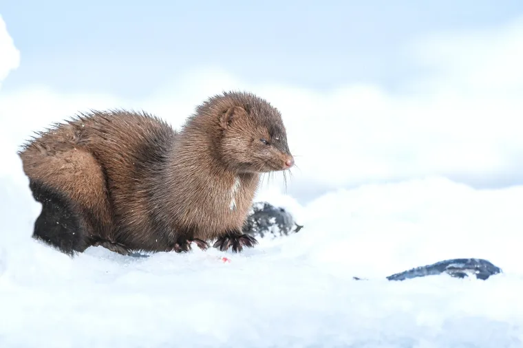 Ključna prilagodba za preživljavanje u hladnoj vodi je njihovo izuzetno gusto krzno. Morska vidra ima najgu&scaron;će krzno od svih sisavaca, s čak milijun dlaka po kvadratnom inču.