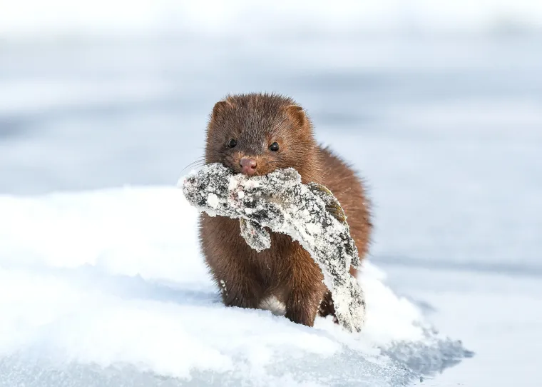 One su mesojedi, a njihova prehrana ovisi o vrsti i stani&scaron;tu. Riječne vidre uglavnom se hrane ribom, vodozemcima, rakovima i manjim vodenim životinjama.