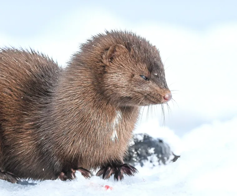 S druge strane, poznate su po svojoj prehrani koja uključuje morske beskralježnjake s tvrdim oklopom, poput &scaron;koljka&scaron;a, ježinaca i rakova.