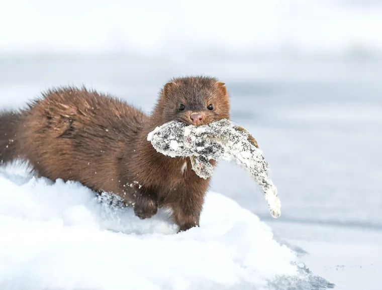 Zanimljivo je da morske vidre koriste kamenje kao alat za razbijanje oklopa, čime pokazuju izuzetnu inteligenciju.