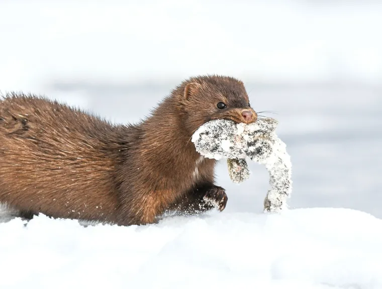 Odrasla morska vidra može pojesti do 11 kilograma hrane dnevno kako bi održala visok metabolizam potreban za održavanje topline u hladnim oceanskim vodama.