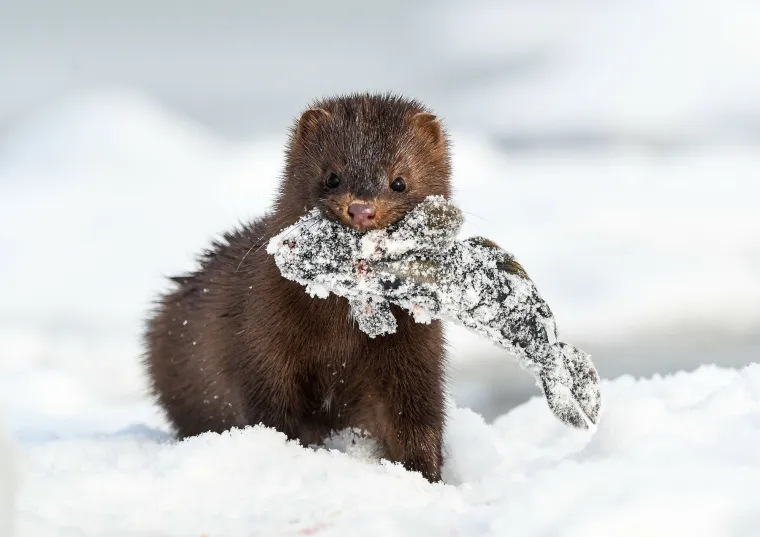 One su često dru&scaron;tvene životinje, iako postoje razlike među vrstama. Naime, poznate su po formiranju velikih skupina, ponekad i s stotinama jedinki, koje se nazivaju "splavi" 