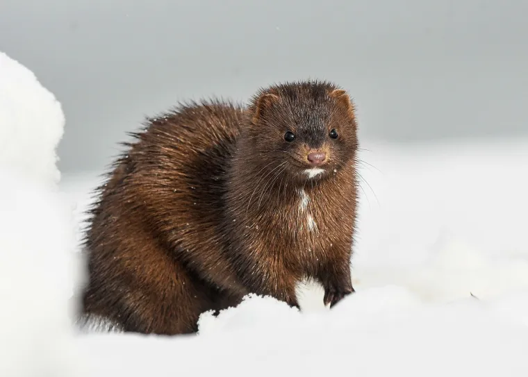 Nažalost, mnoge vrste vidri suočavaju se s ozbiljnim prijetnjama. 