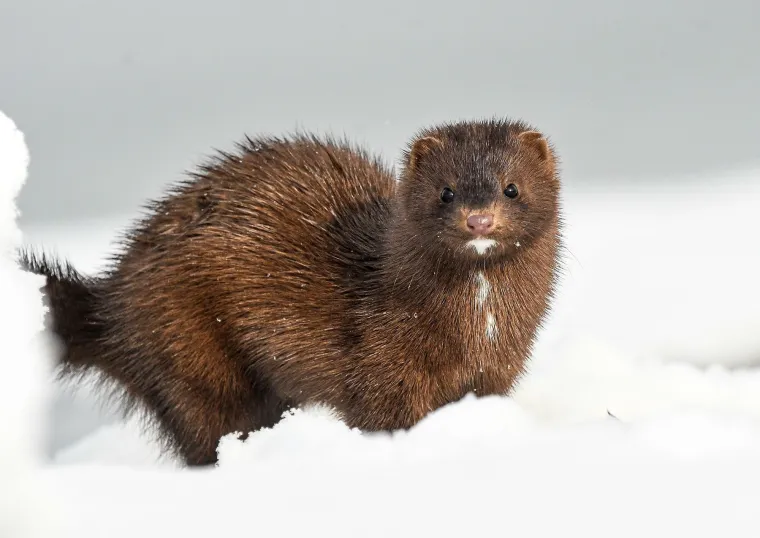 Gubitak stani&scaron;ta, uzrokovan različitim ljudskim aktivnostima poput urbanizacije, deforestacije i isu&scaron;ivanja močvara, predstavlja jedan od najvećih izazova za ove životinje.