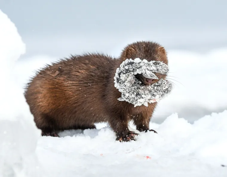 Oneči&scaron;ćenje voda, koje uključuje industrijski otpad, poljoprivredno otjecanje pesticida i gnojiva, te izljeve nafte, drastično naru&scaron;ava kvalitetu vodenih ekosustava u kojima vidre obitavaju.