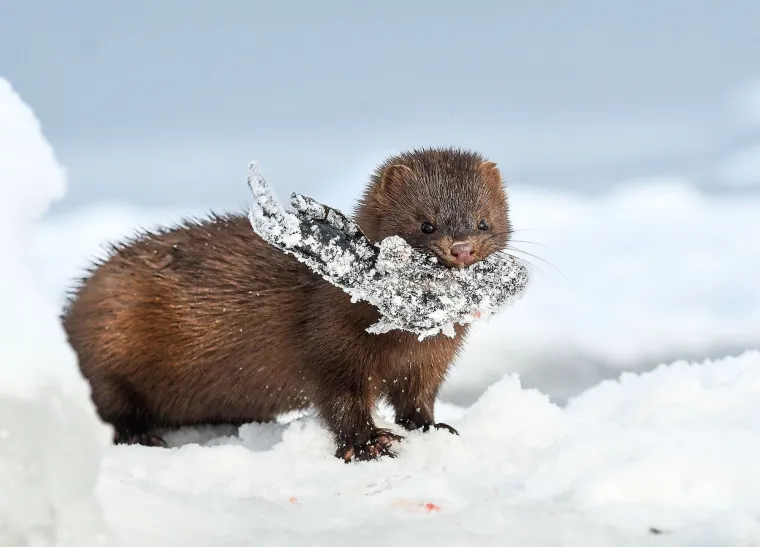 Ovi zagađivači ne samo da direktno ugrožavaju zdravlje vidri, već i smanjuju populacije riba i drugih organizama kojima se vidre hrane.