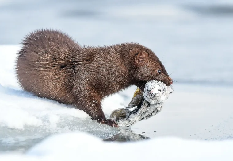 Ovi sisavci imaju vitalan utjecaj na ravnotežu obalnih ekosustava tako &scaron;to kontroliraju populaciju morskih ježinaca. Bez njihove prisutnosti, morski ježinci bi se prekomjerno razmnožili i uni&scaron;tili kelpske &scaron;ume nekontroliranim br&scaron;tenjem.