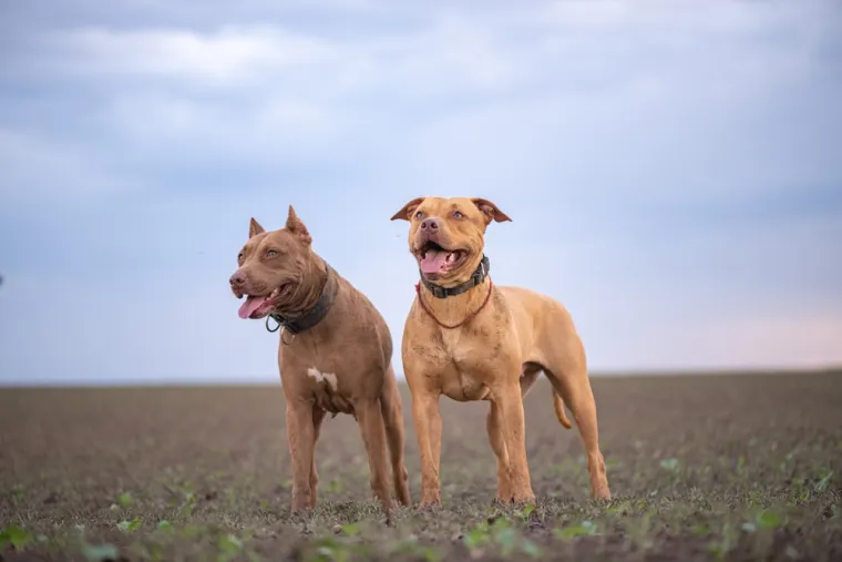 1. Američki pit bull terijer: Ovo je mišićav pas, težak oko 27 kilograma s visinom ramena do 53 centimetra. Pasmina je podložna strogim zakonima i regulacijama u mnogim zemljama, uključujući Sjevernu Ameriku, Ujedinjeno Kraljevstvo, Španjolsku, Singapur i druge. 